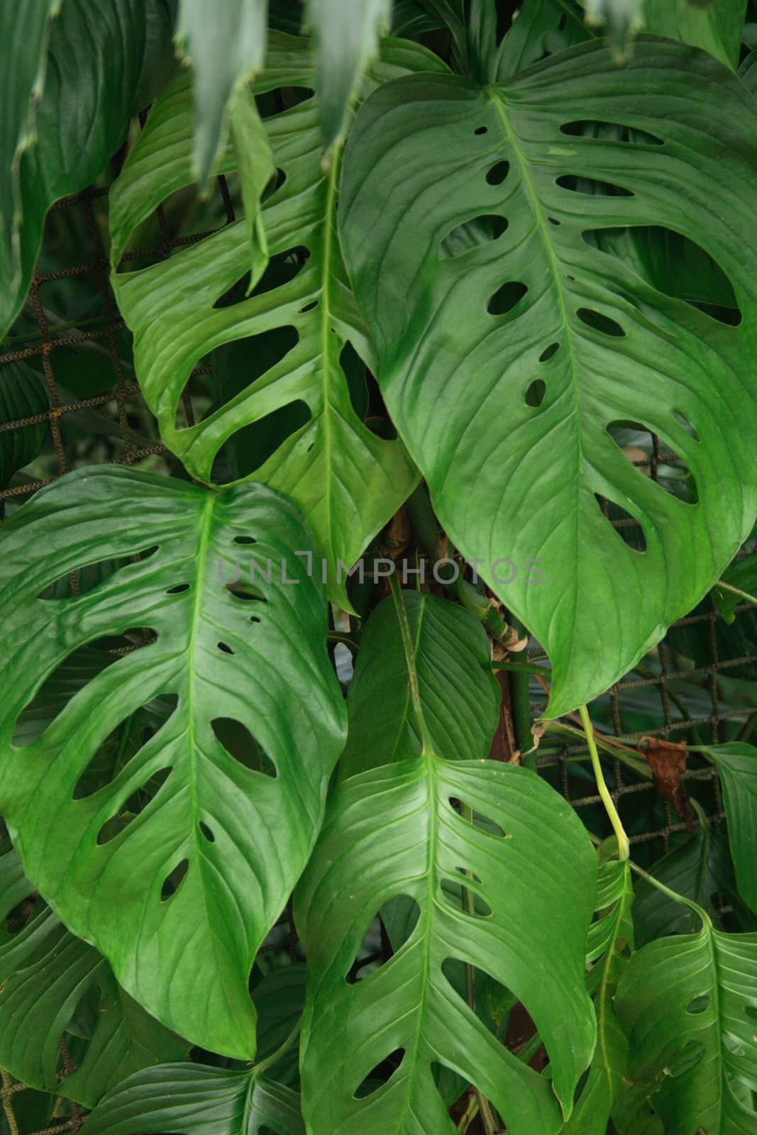 very nice natural leaf  background from my garden 