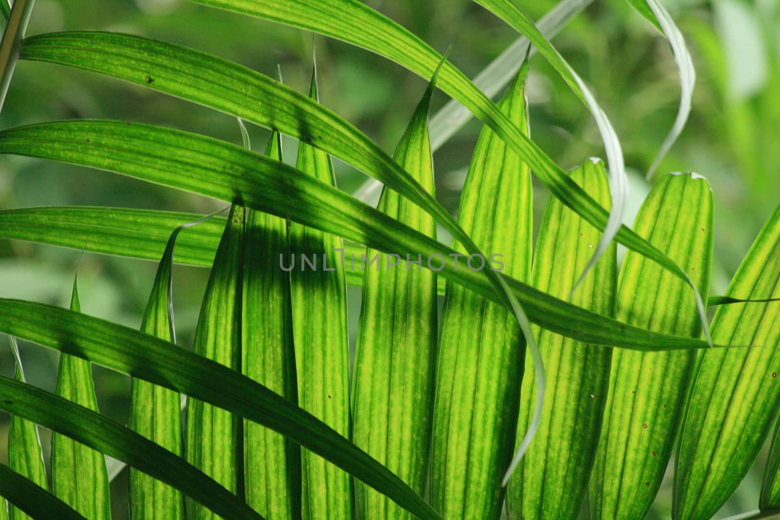 very nice natural leaf  background from my garden 