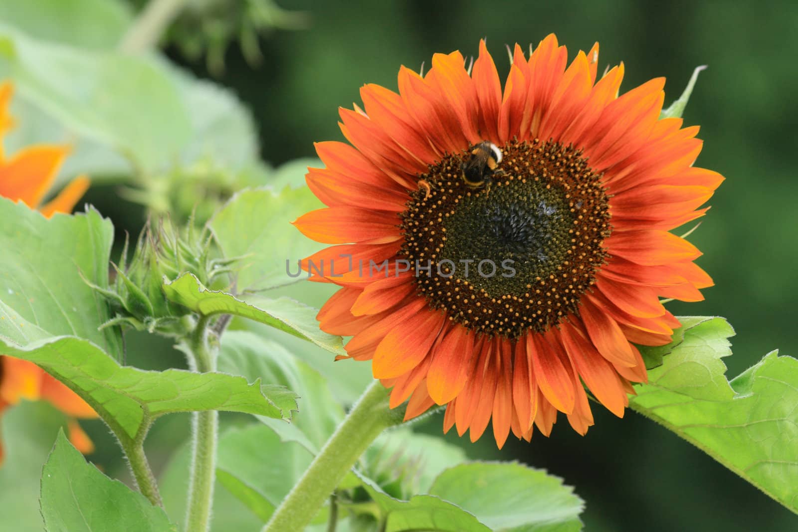 nice detail of sunflower with the bee
