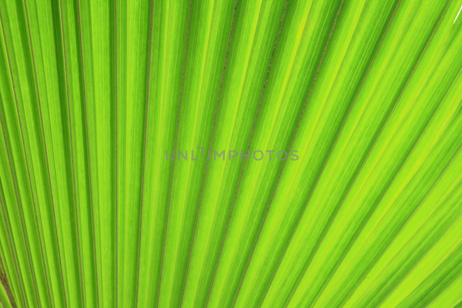 very nice natural leaf  background from my garden 