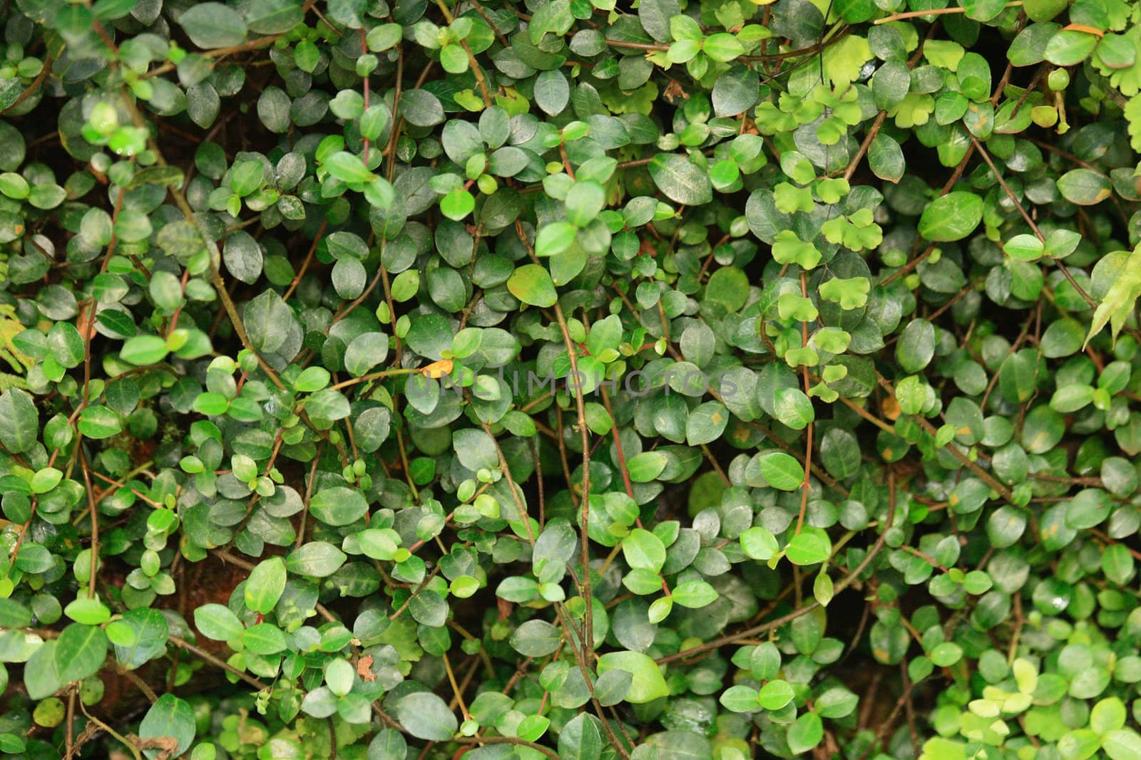 very nice natural leaf  background from my garden 
