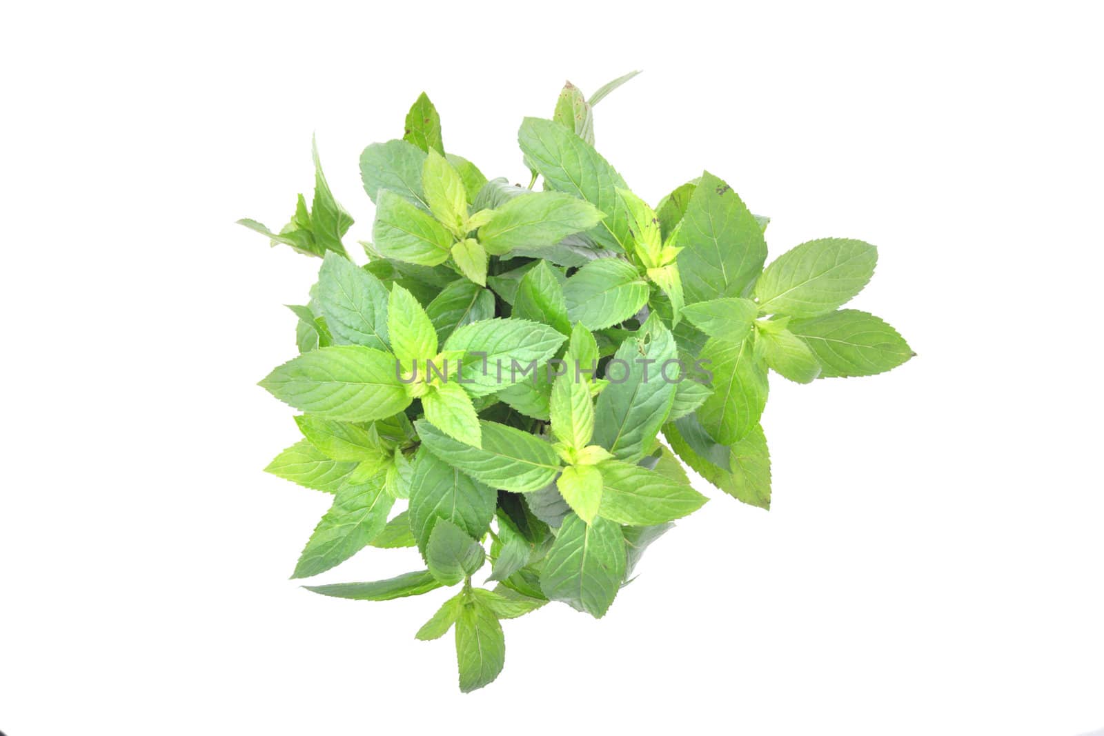 green mint isolated on the white background