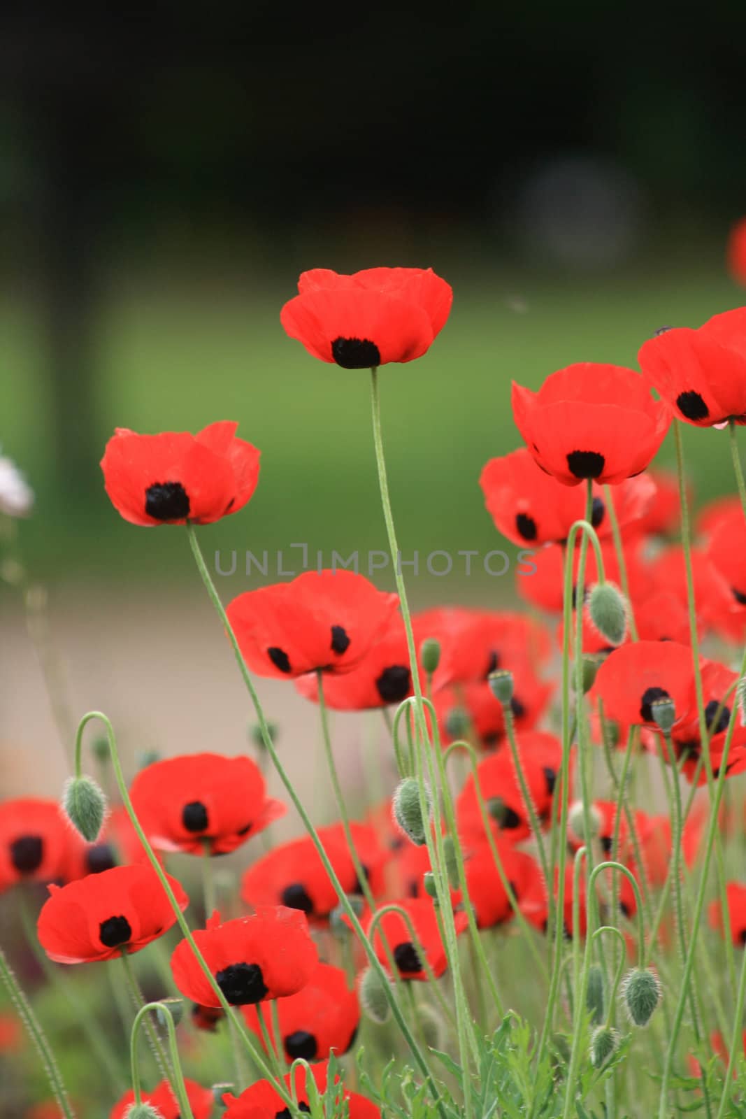 nice red poppy flowers as spring background