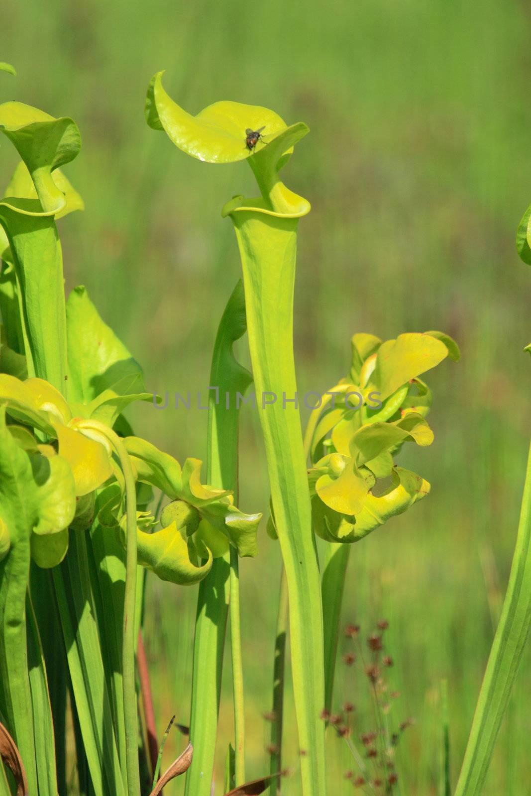 very nice and green carnivorous plant from the botanical garden