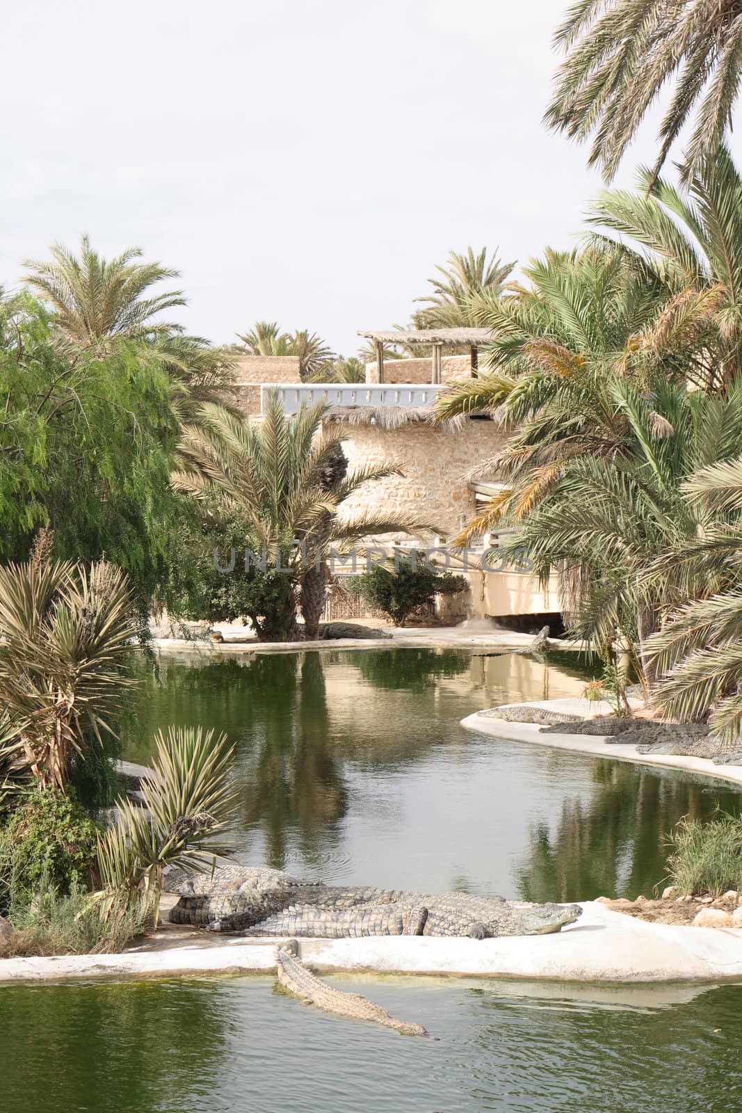 very nice crocodile farm in the Tunisia