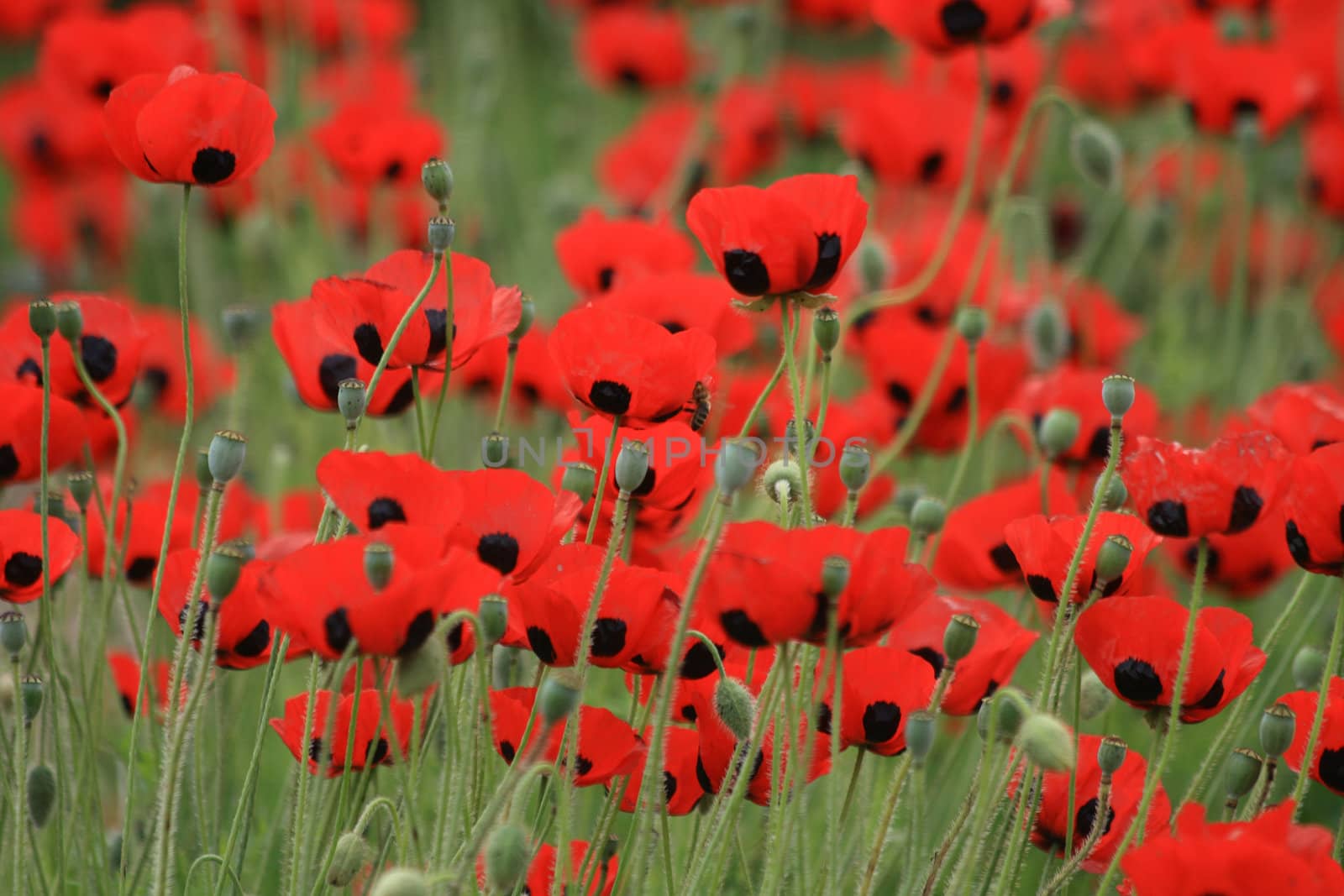 nice red poppy flowers as spring background