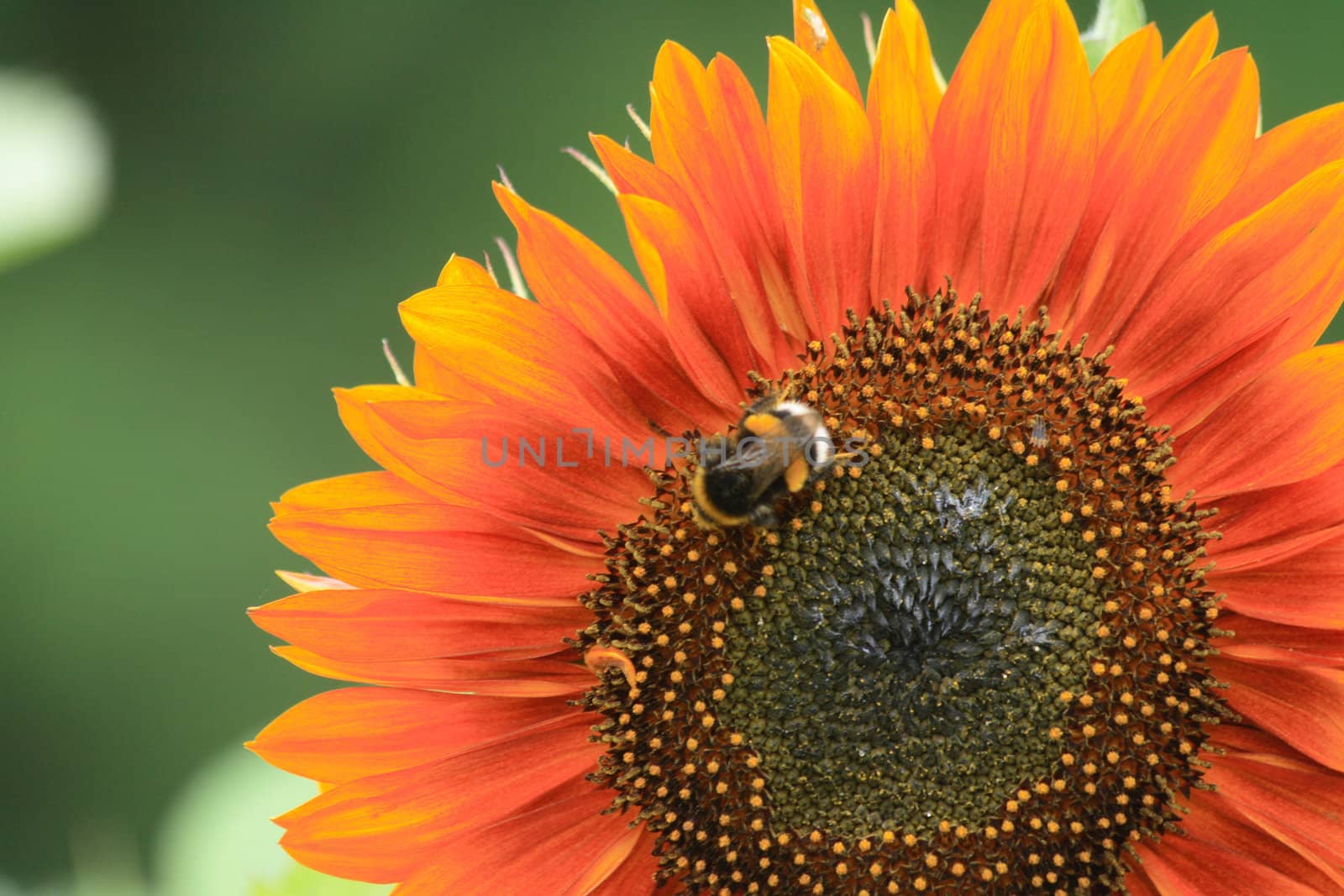 nice detail of sunflower with the bee