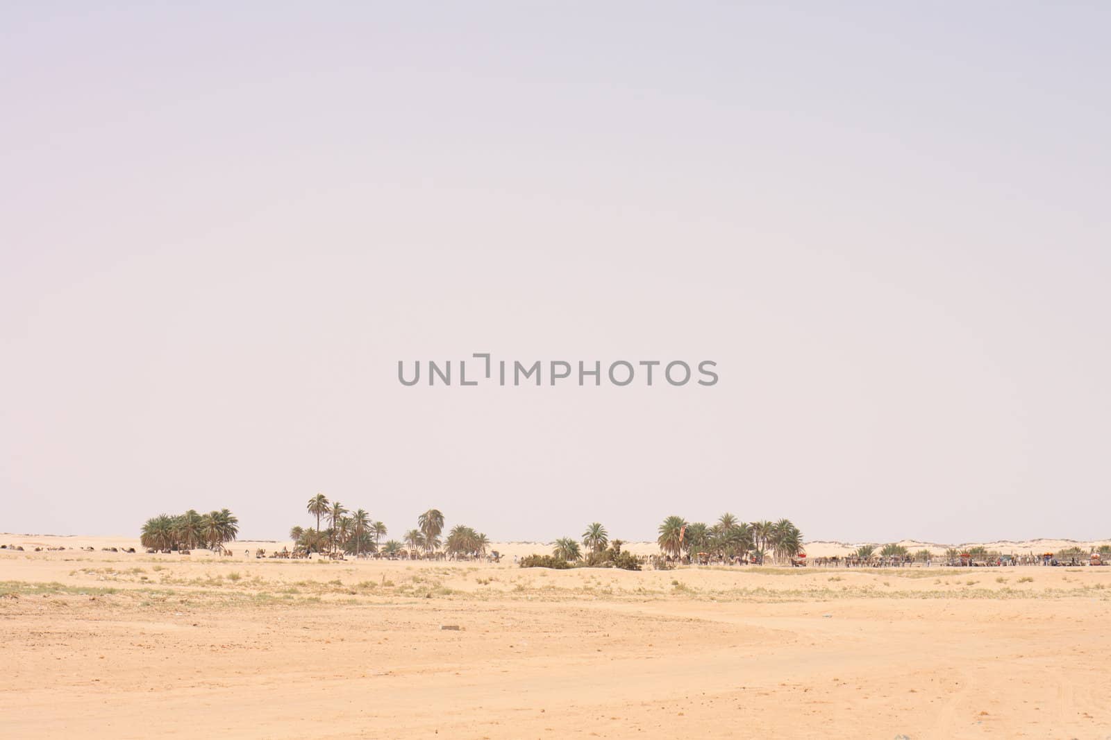 oasis in the sahara in the Tunisia 