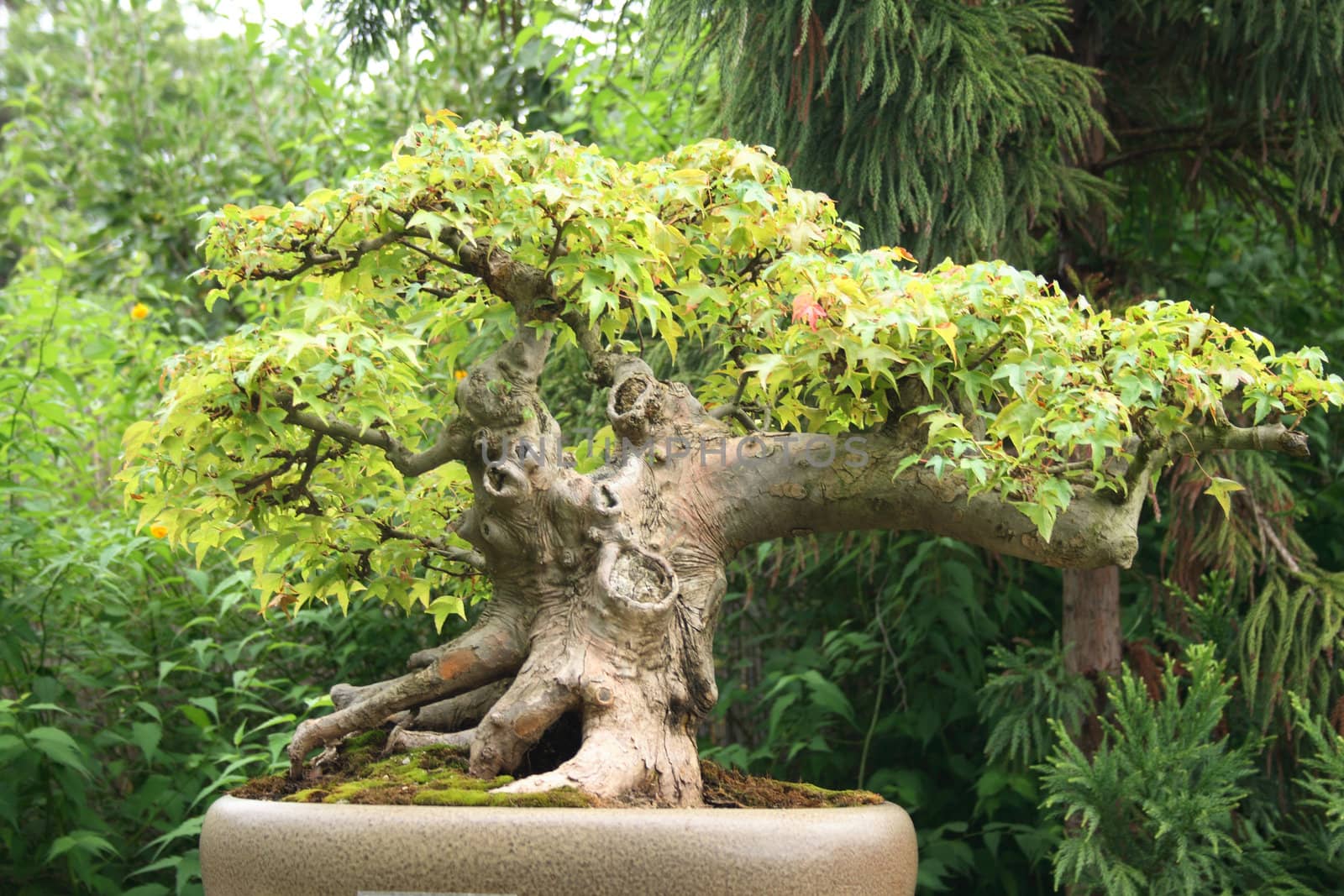 bonsai tree by jonnysek