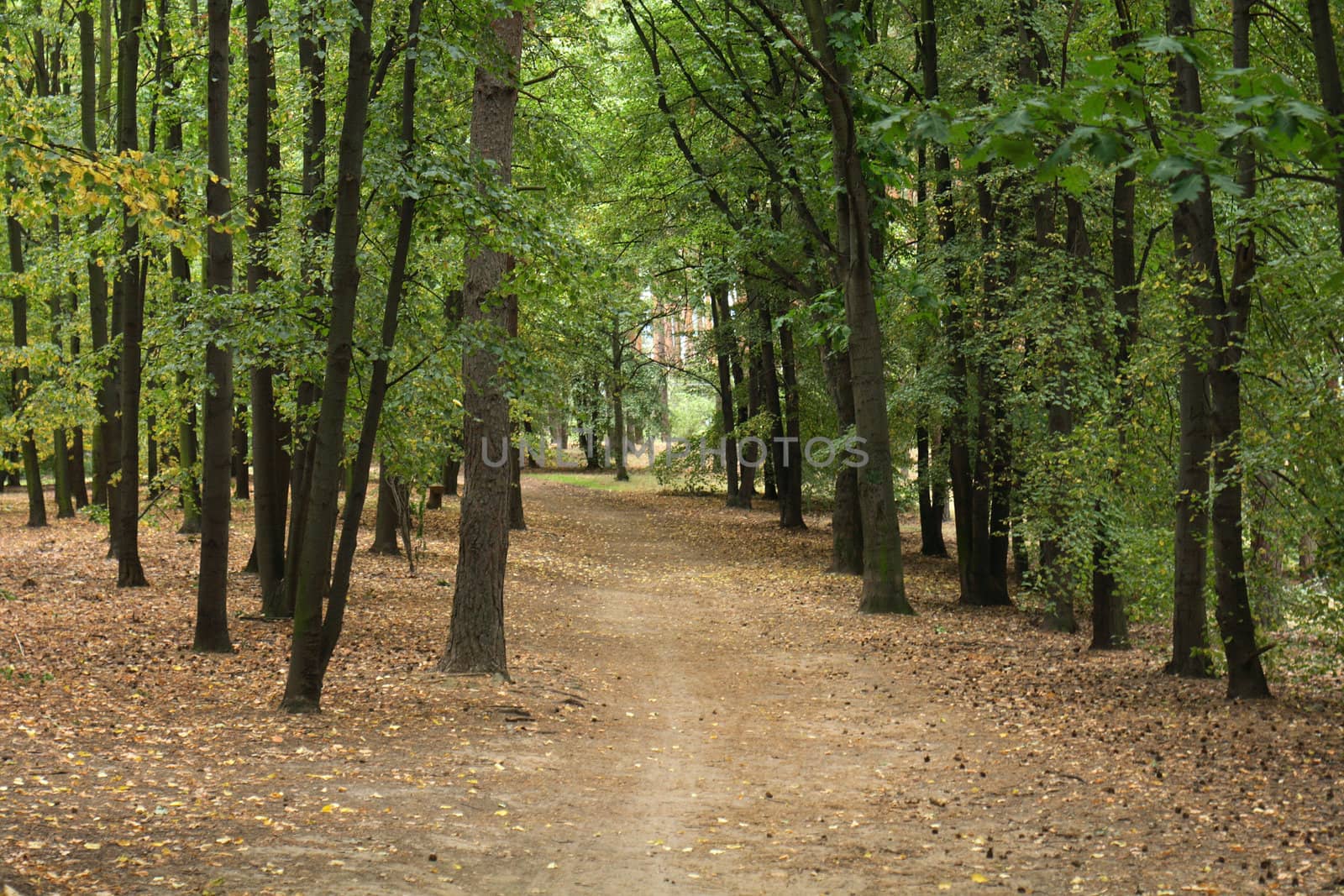 nice autumn forest in the prague park