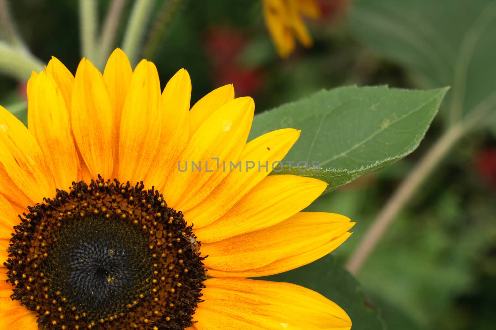 part of nice sunflower in the nature