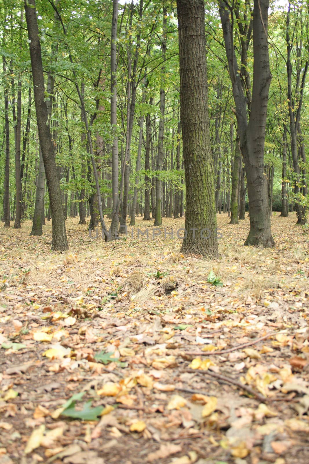 nice autumn country in the Prague park 