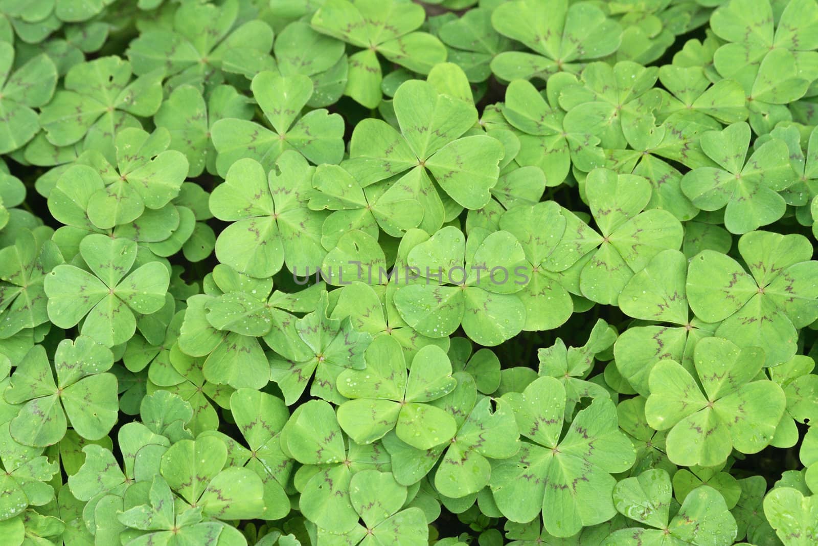 fresh green leaves as natural garden  background