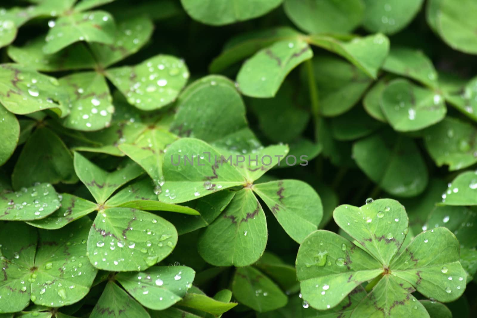 fresh green leaves as natural garden  background