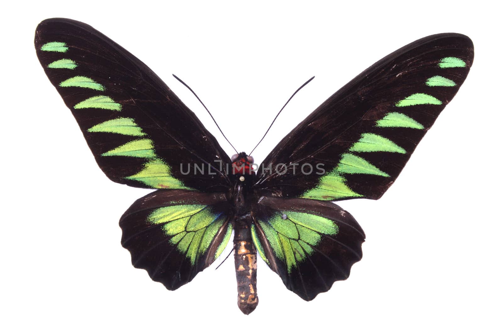 green and black butterfly on the white background