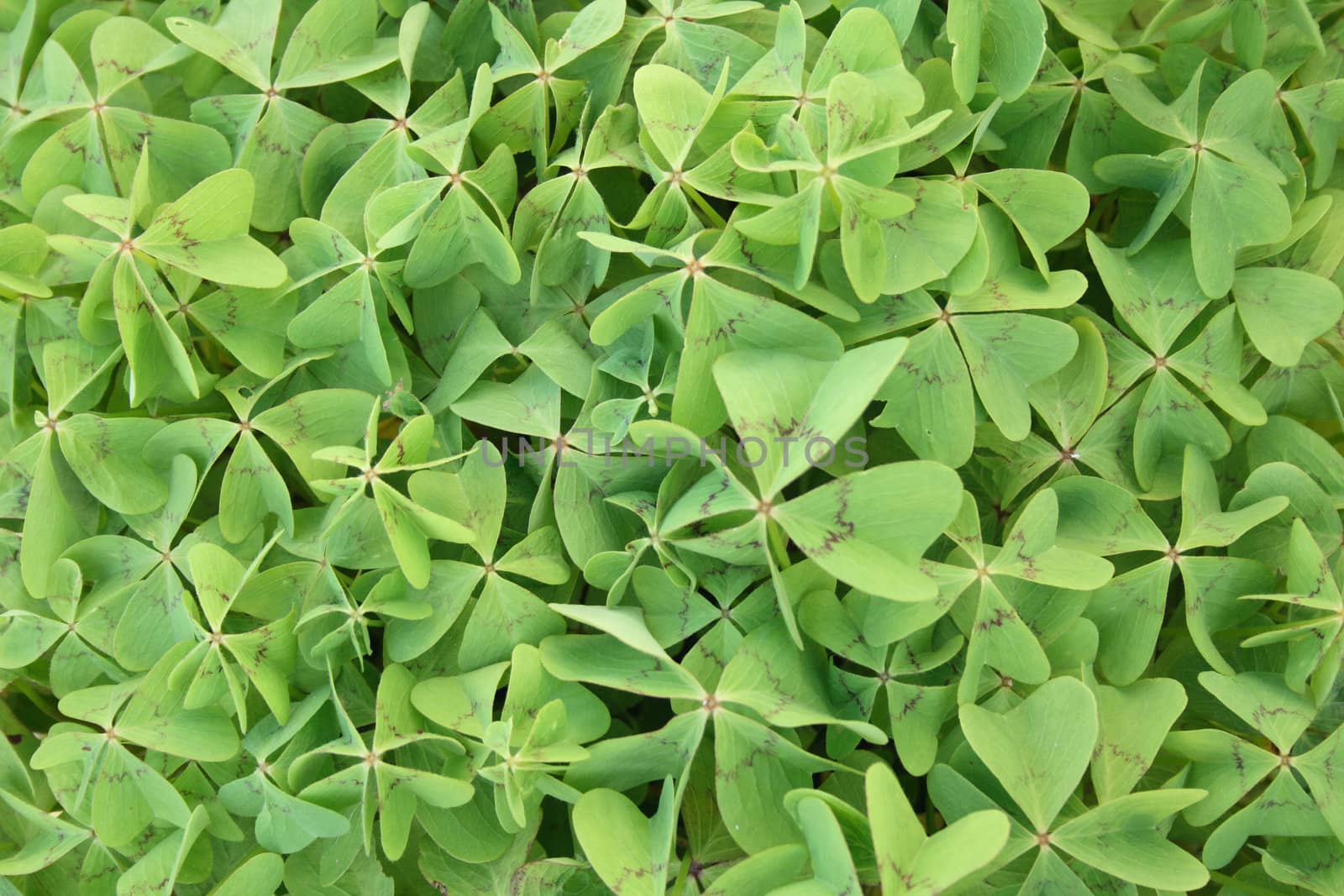 fresh green leaves as nice natural background 