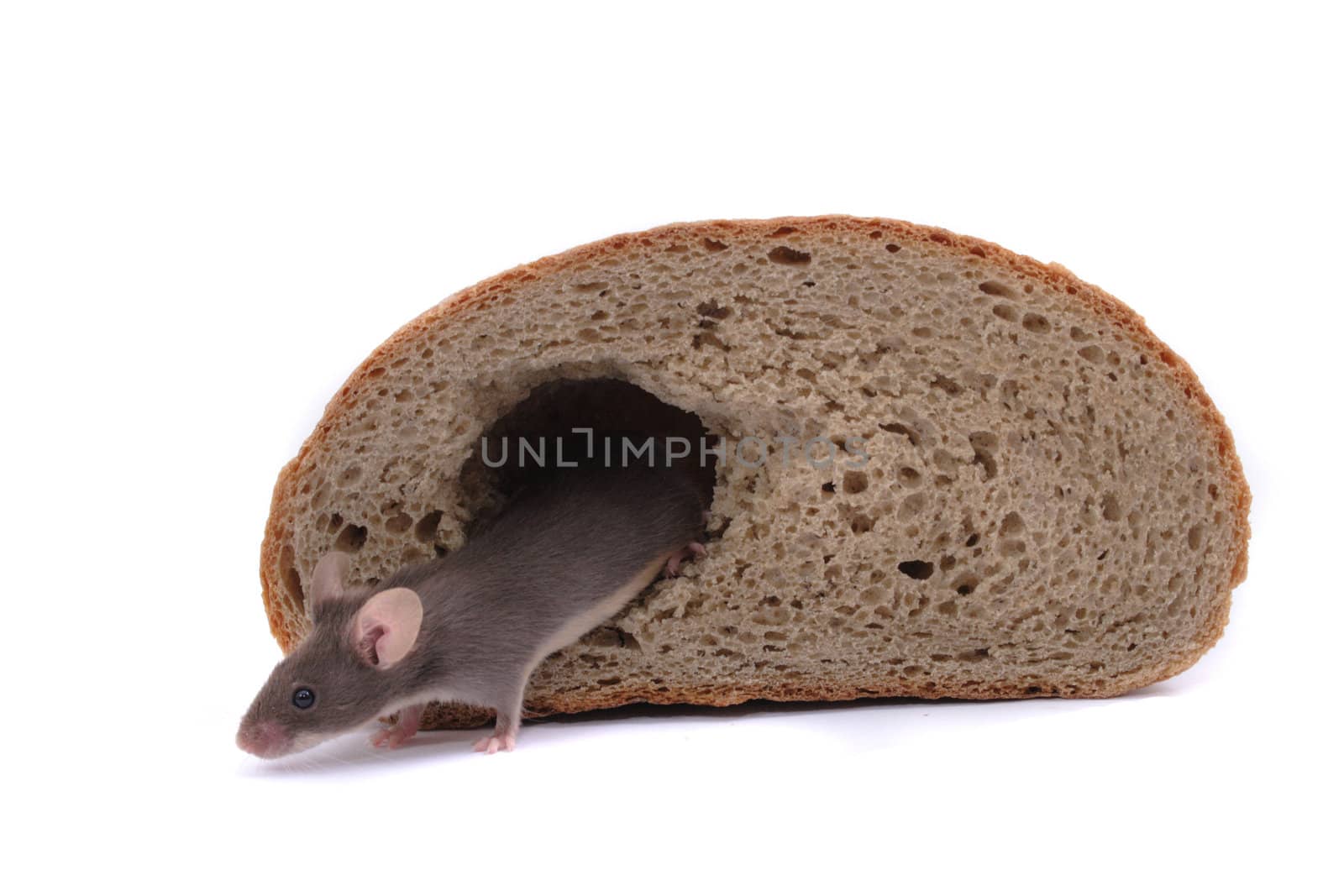 mouse and his bread house isolated on the white background