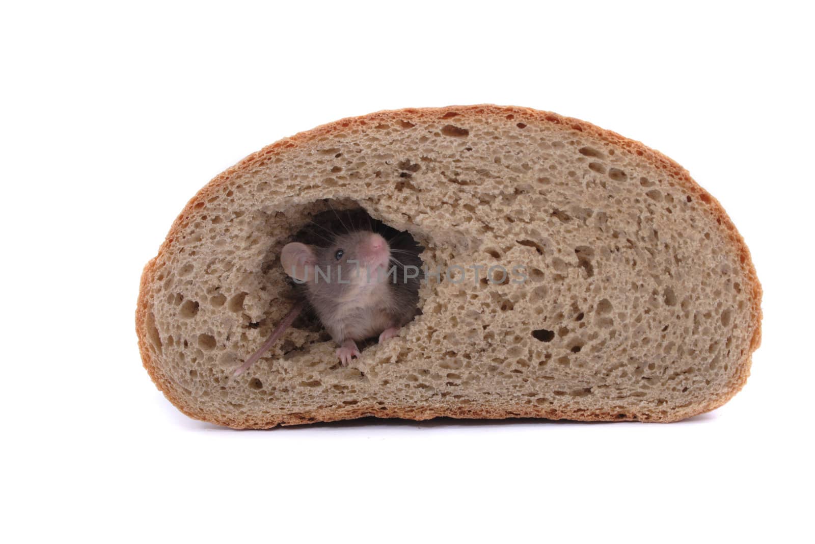 mouse and his bread house isolated on the white background