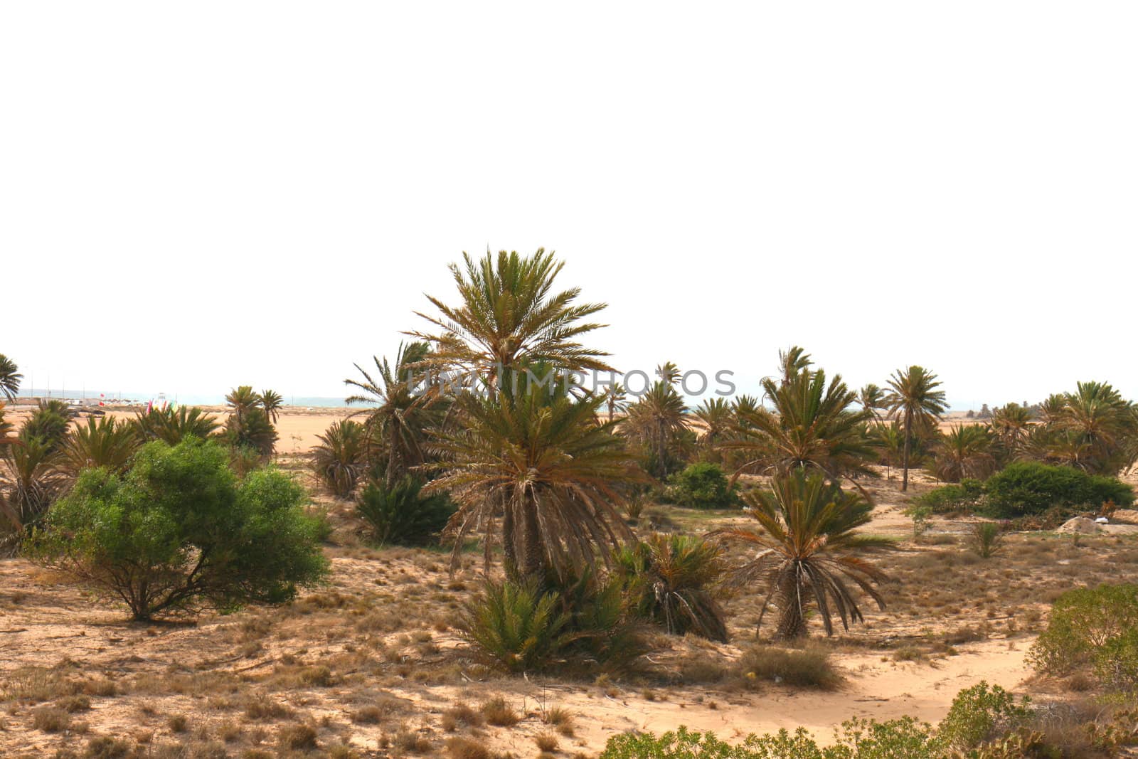 plants in the desert in the Tunisia 