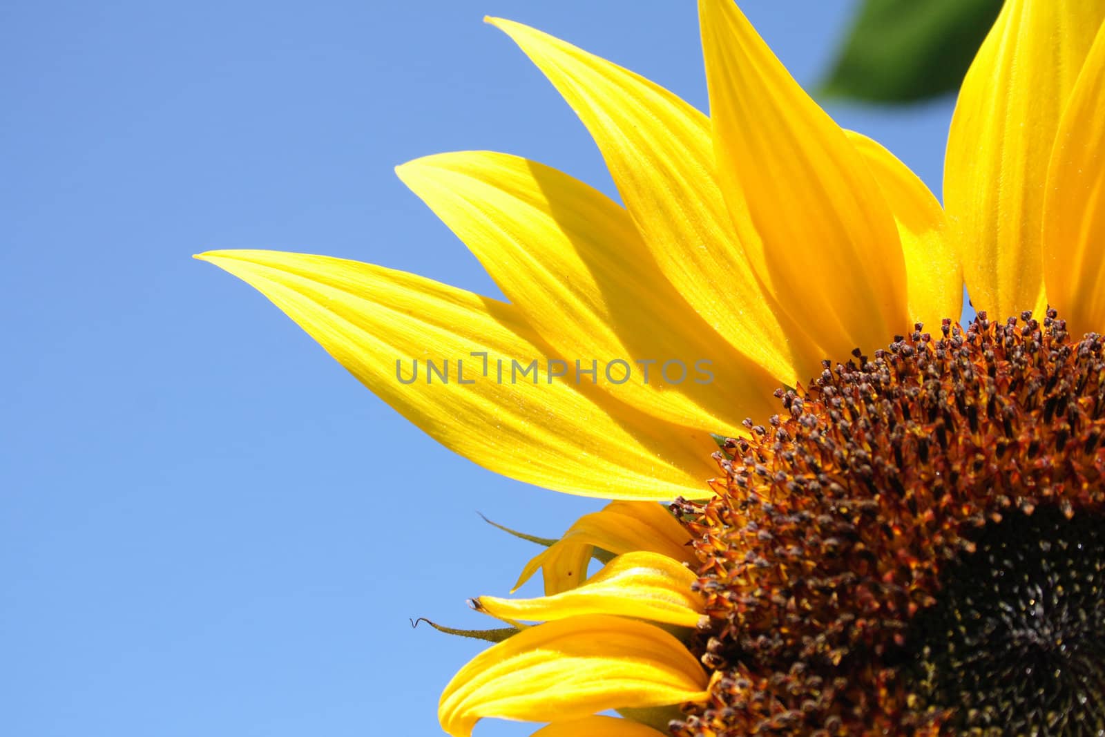 fresh sunflower on the blue sky background 
