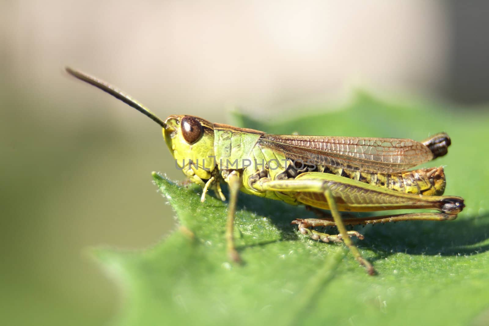 nice small grasshopper on the green background 
