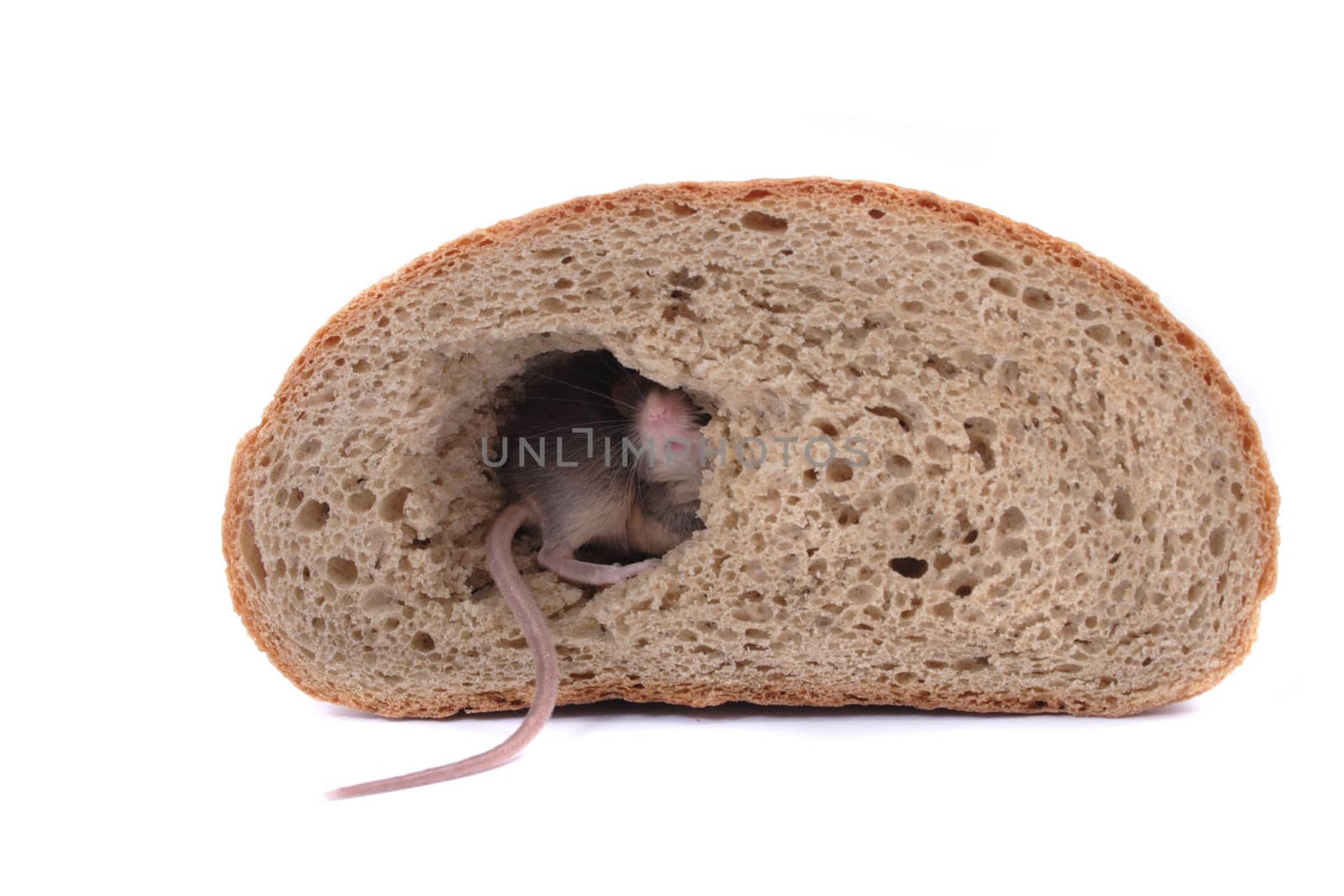 mouse and his bread house isolated on the white background