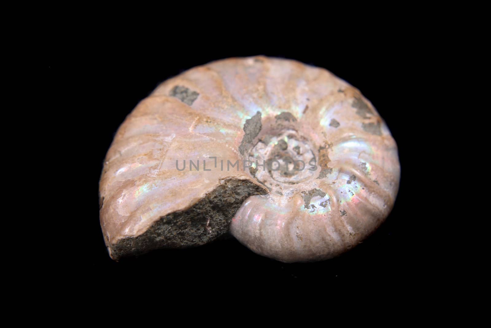 old snail fossil on the black background