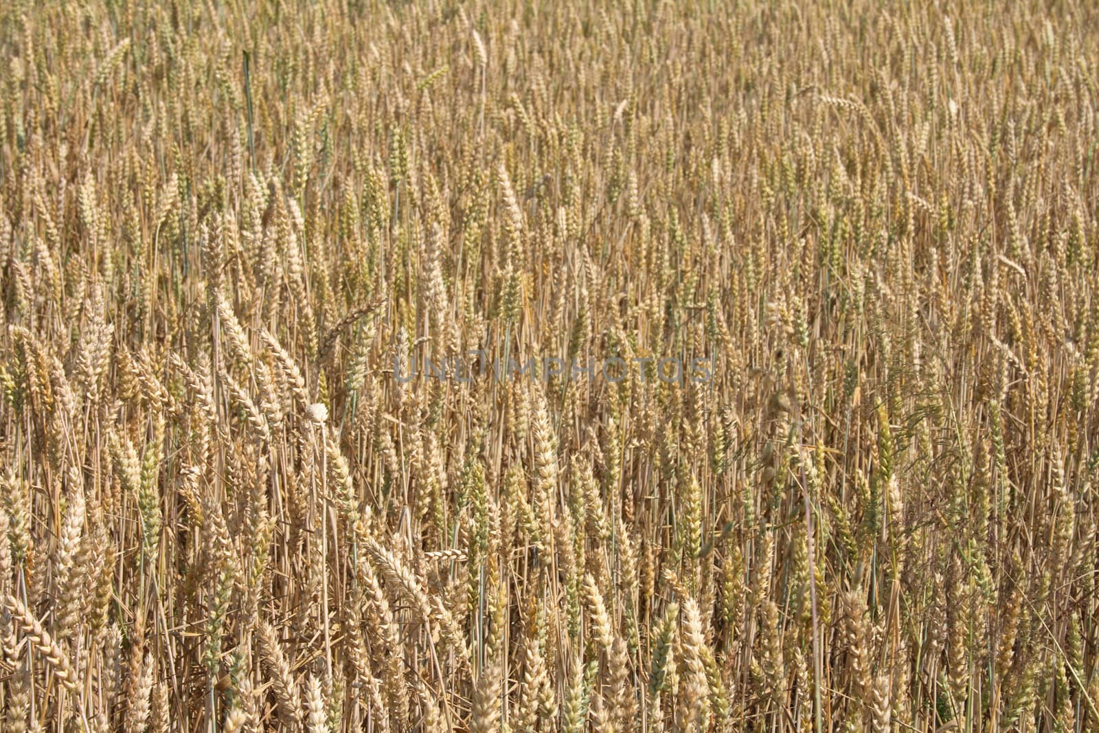 nice golden corn with from czech republic