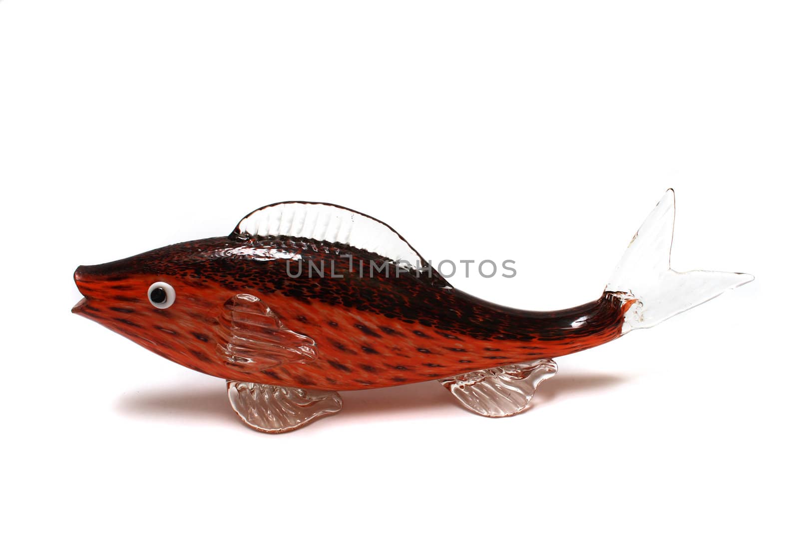fish from the glass on the white background 