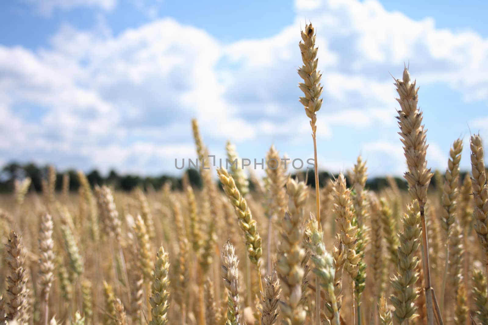 golden corn with the blue sky from czech republic