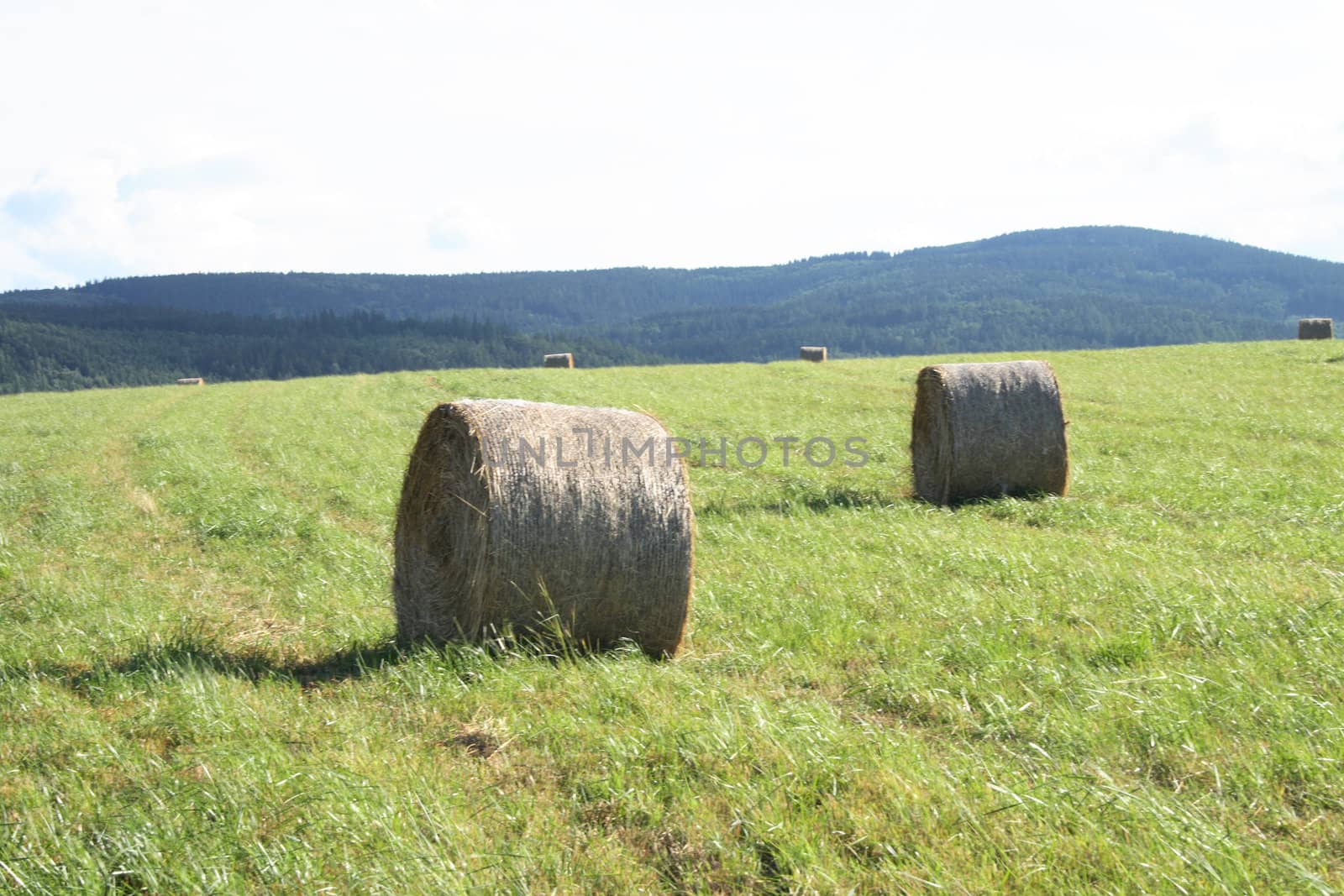 czech summer country with the green grass