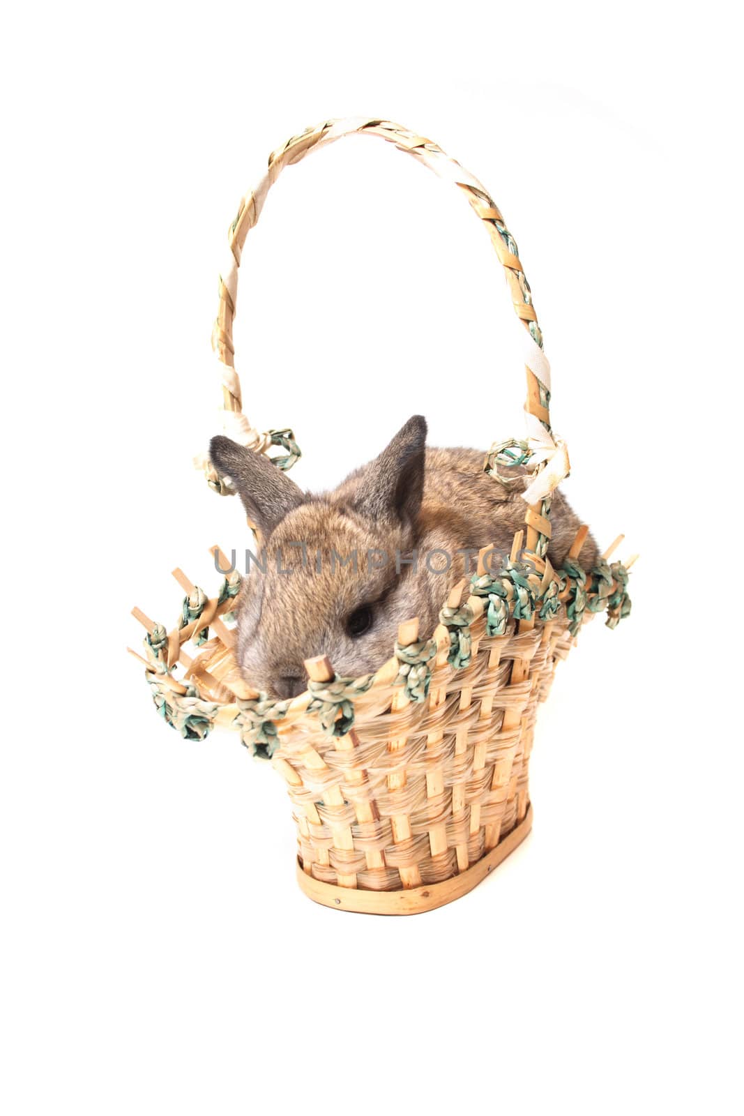 small easter rabbit on the white background 