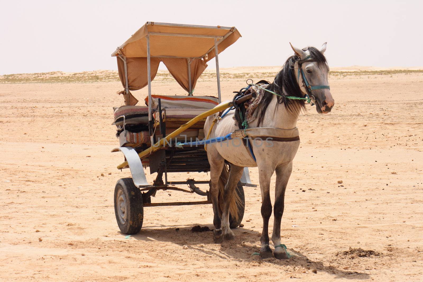 tunisian horse in the sahara desert in africa