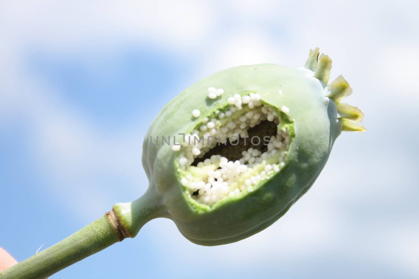 poppy head with the blue sky from czech republic