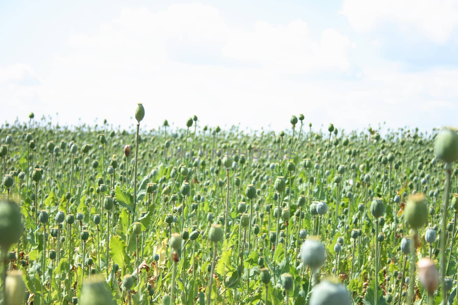 poppy field with the blue sky from czech republic