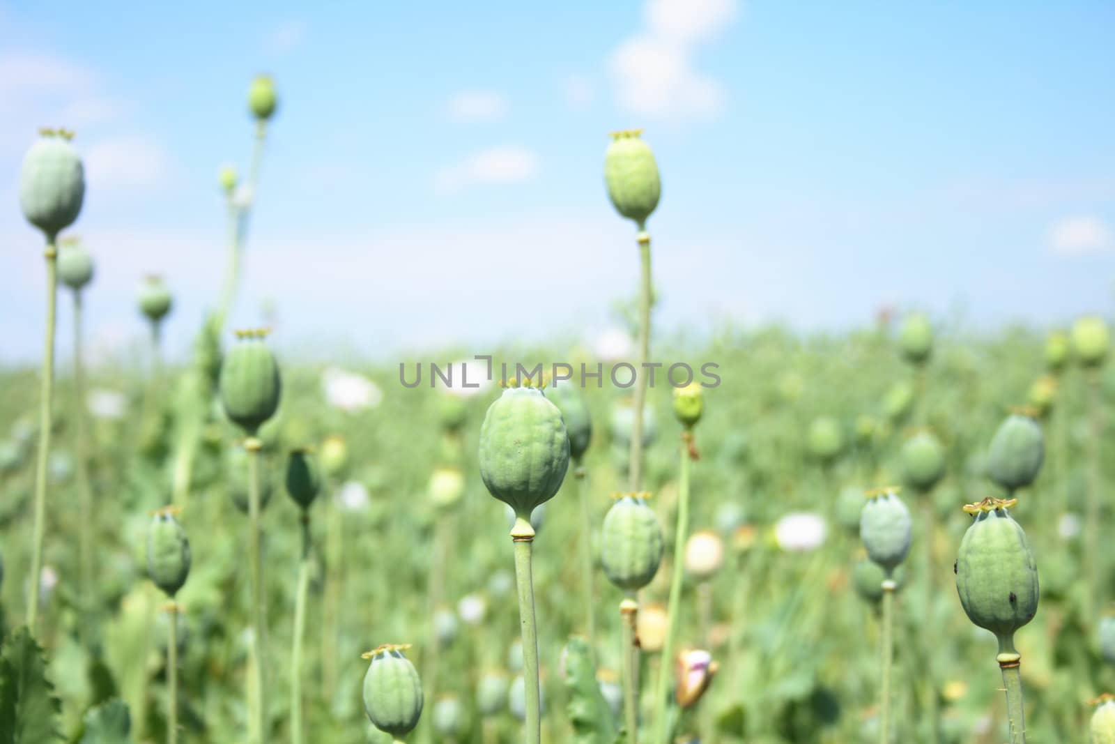 fresh green poppy on the blue sky background
