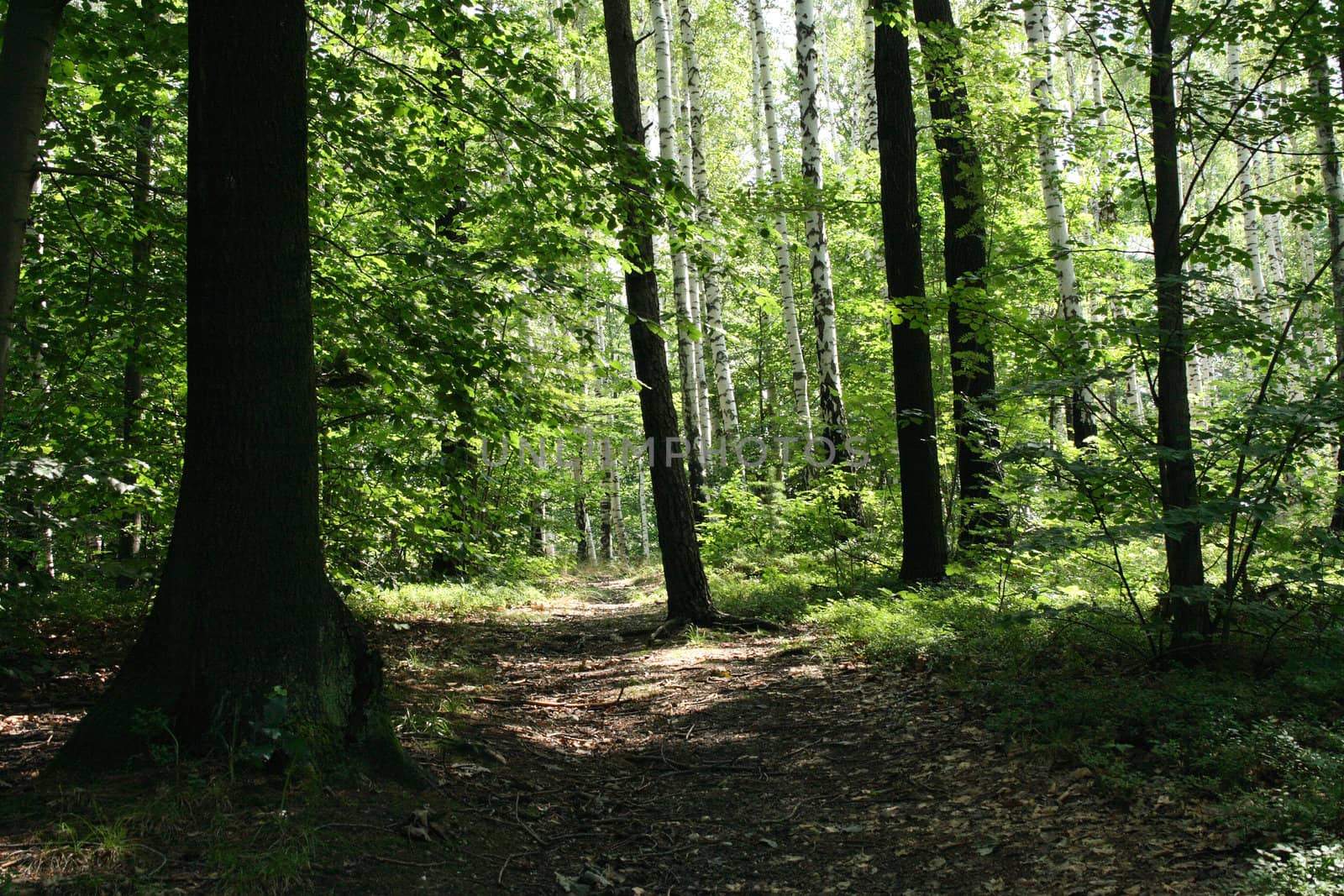 green spring forest in the czech republic