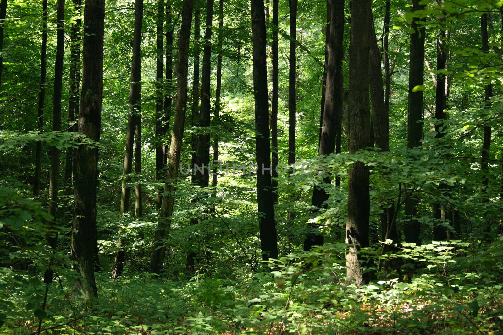 green spring forest in the czech republic