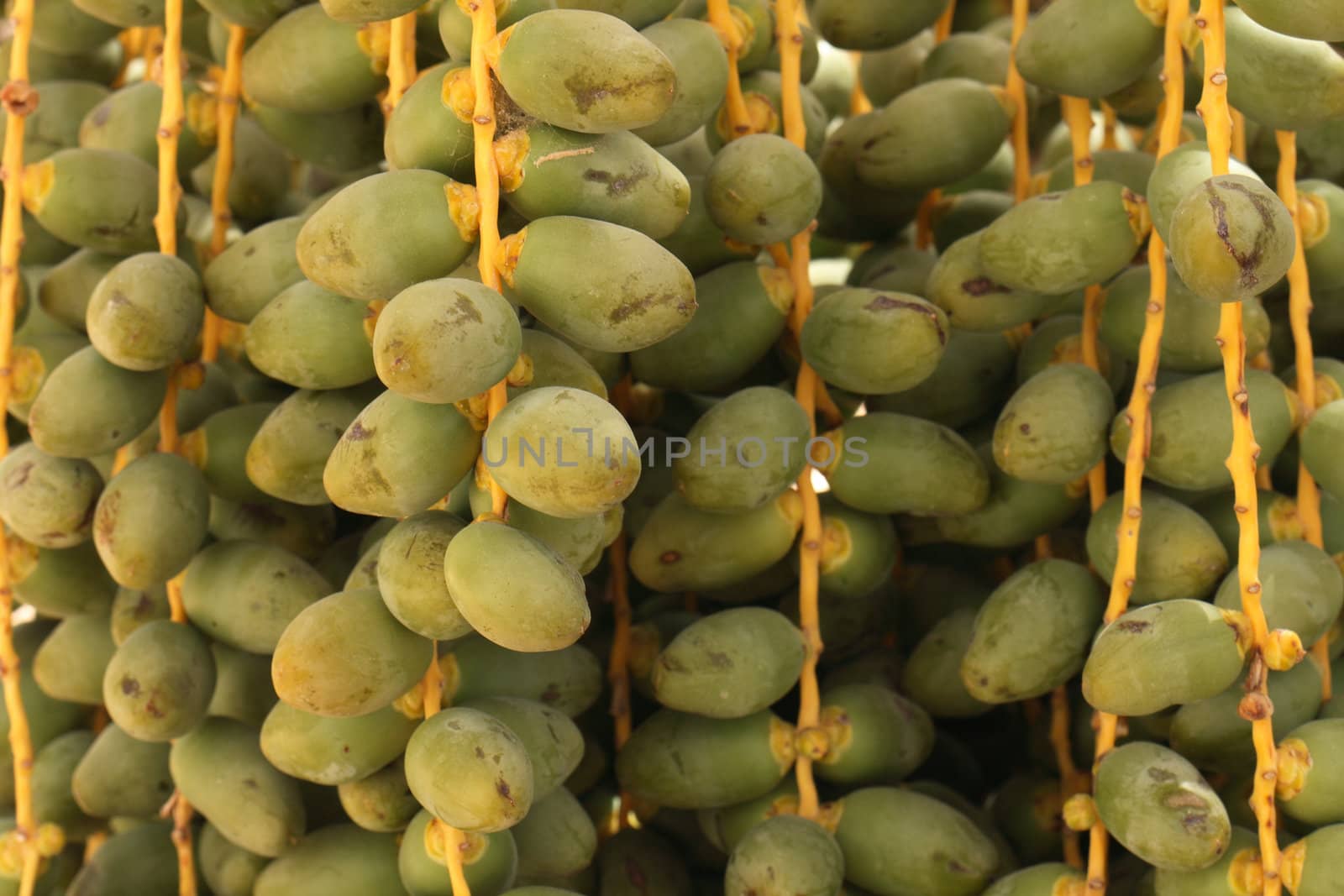 date fruits from the tree from the tunisia 