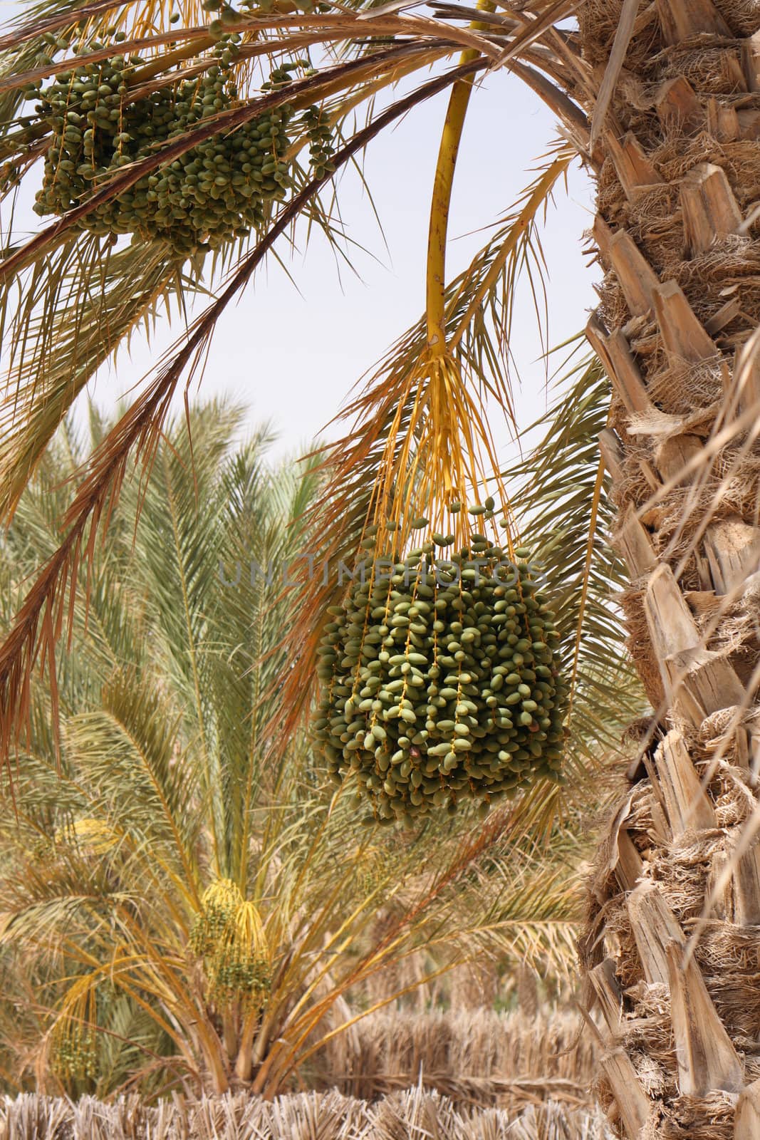 date fruits from the tree from the tunisia 