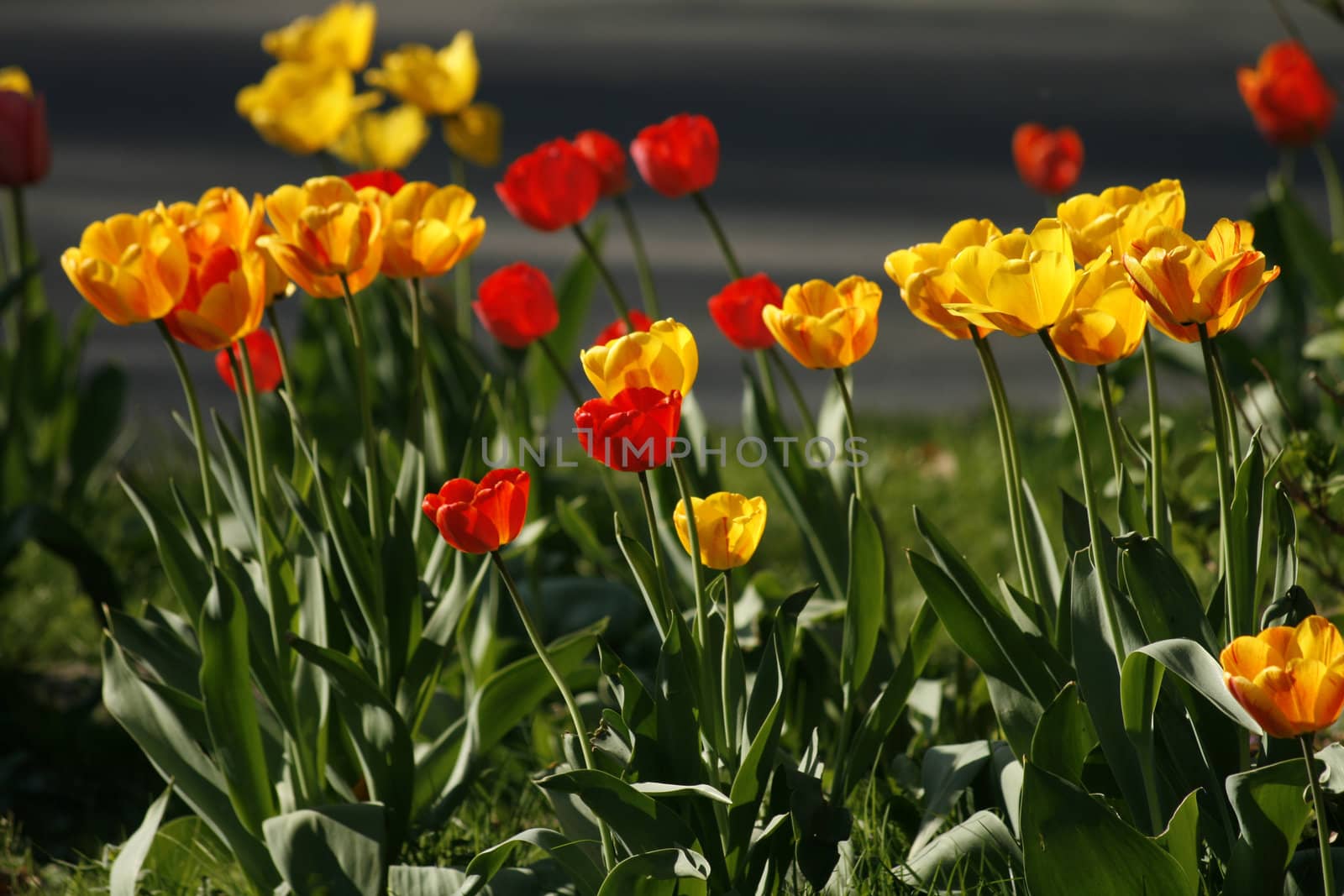 nice red and yellow tulips in the green grass 