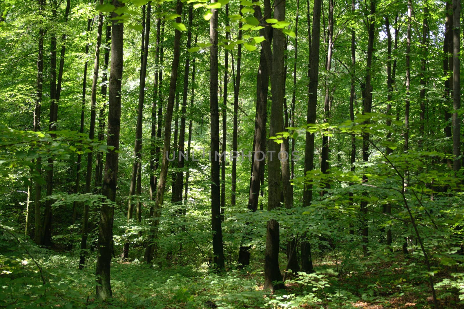 green spring forest in the czech republic