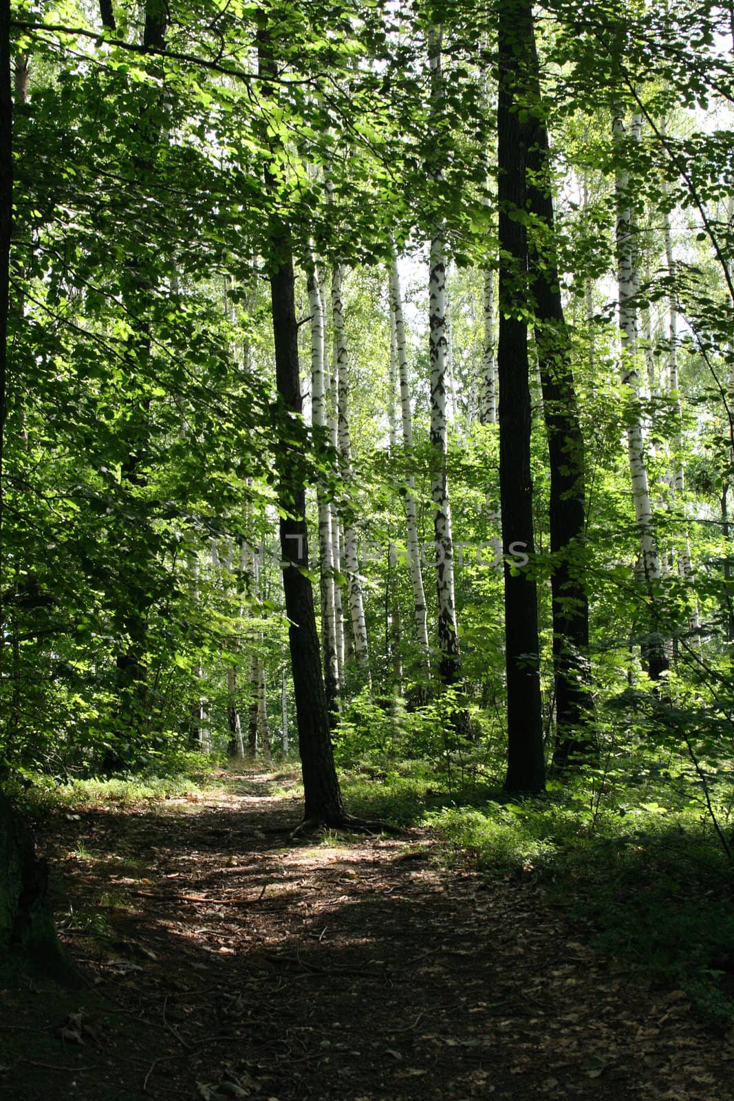 typical czech green forest in the spring 