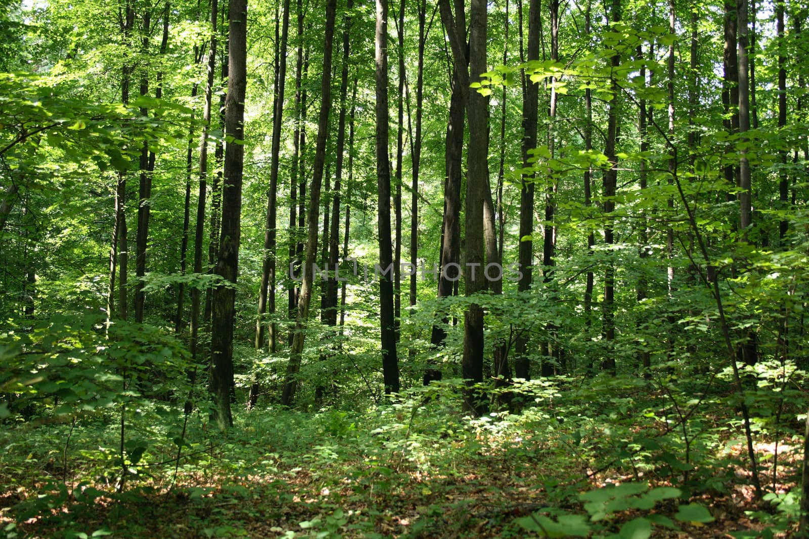 green spring forest in the czech republic