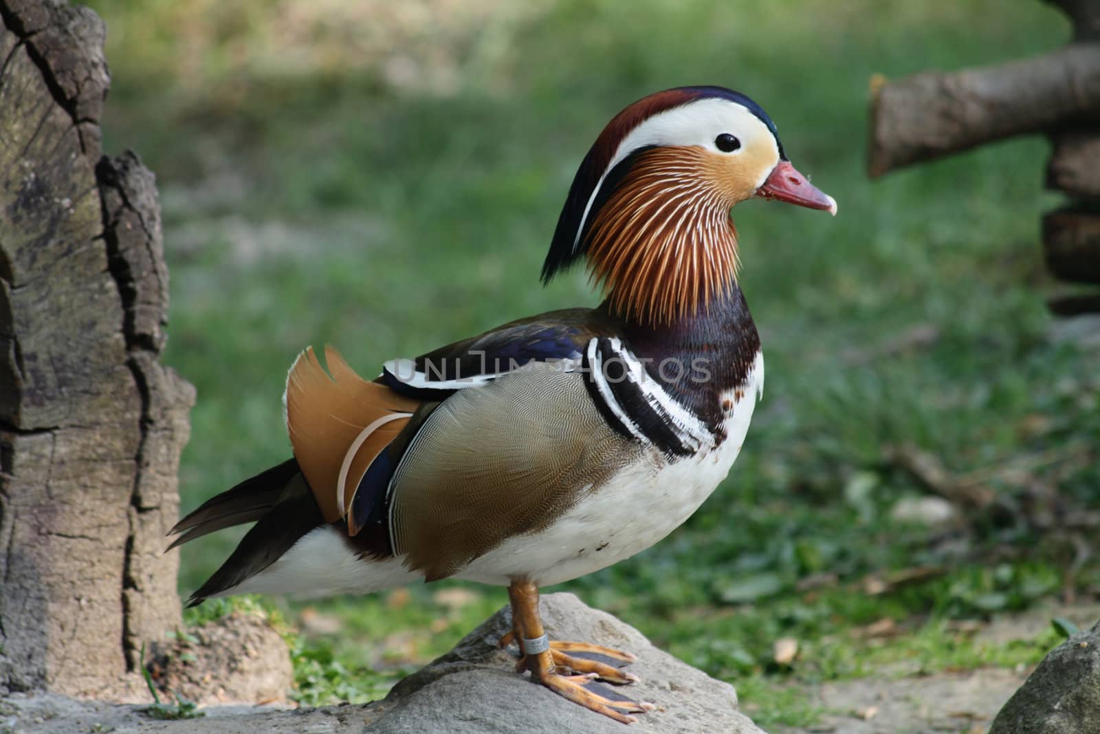 natural colorfull duck is resting in the nature