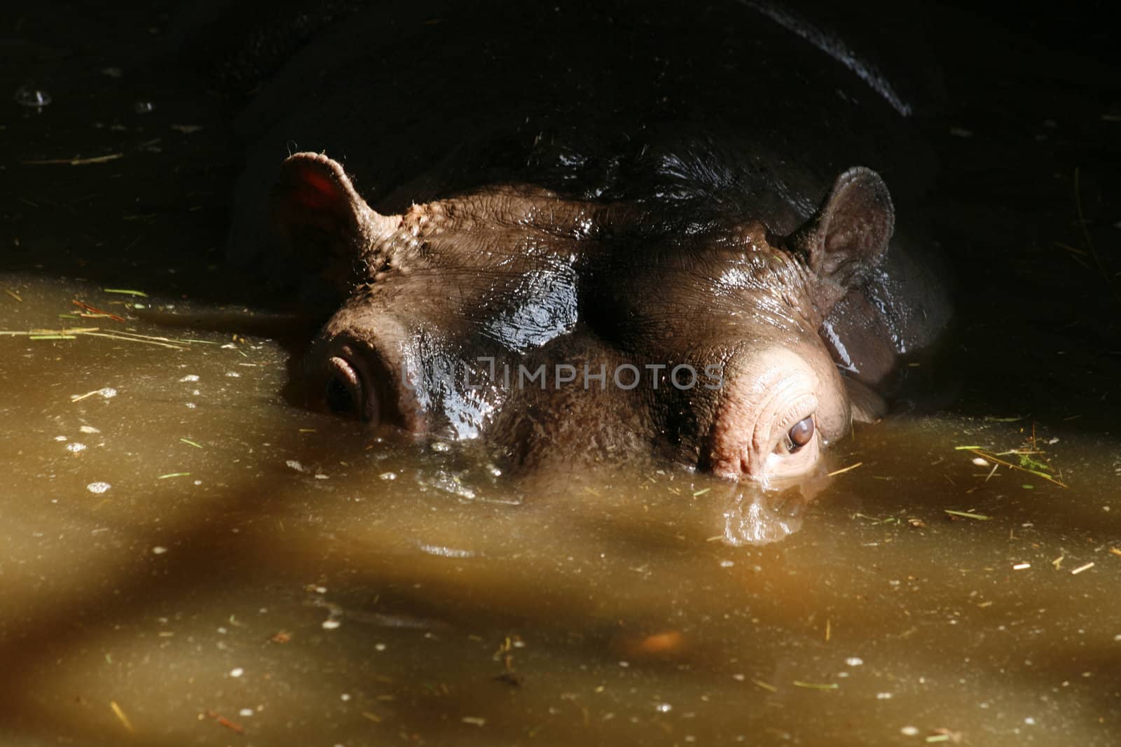 head with eyes of hippo in the water 