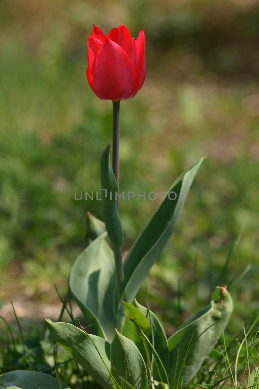 nice red tulip in the green grass 