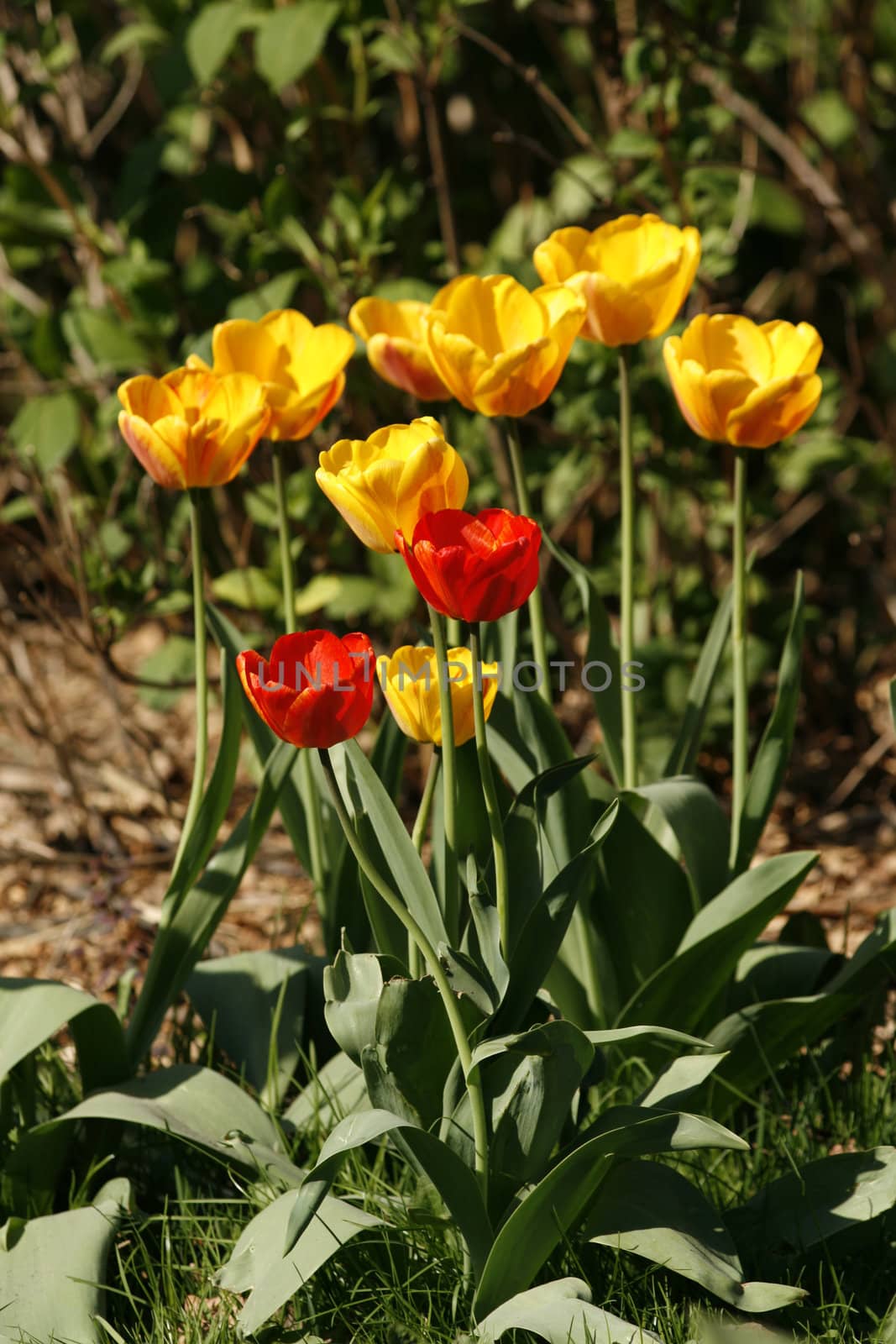 nice red and yellow tulips in the green grass 