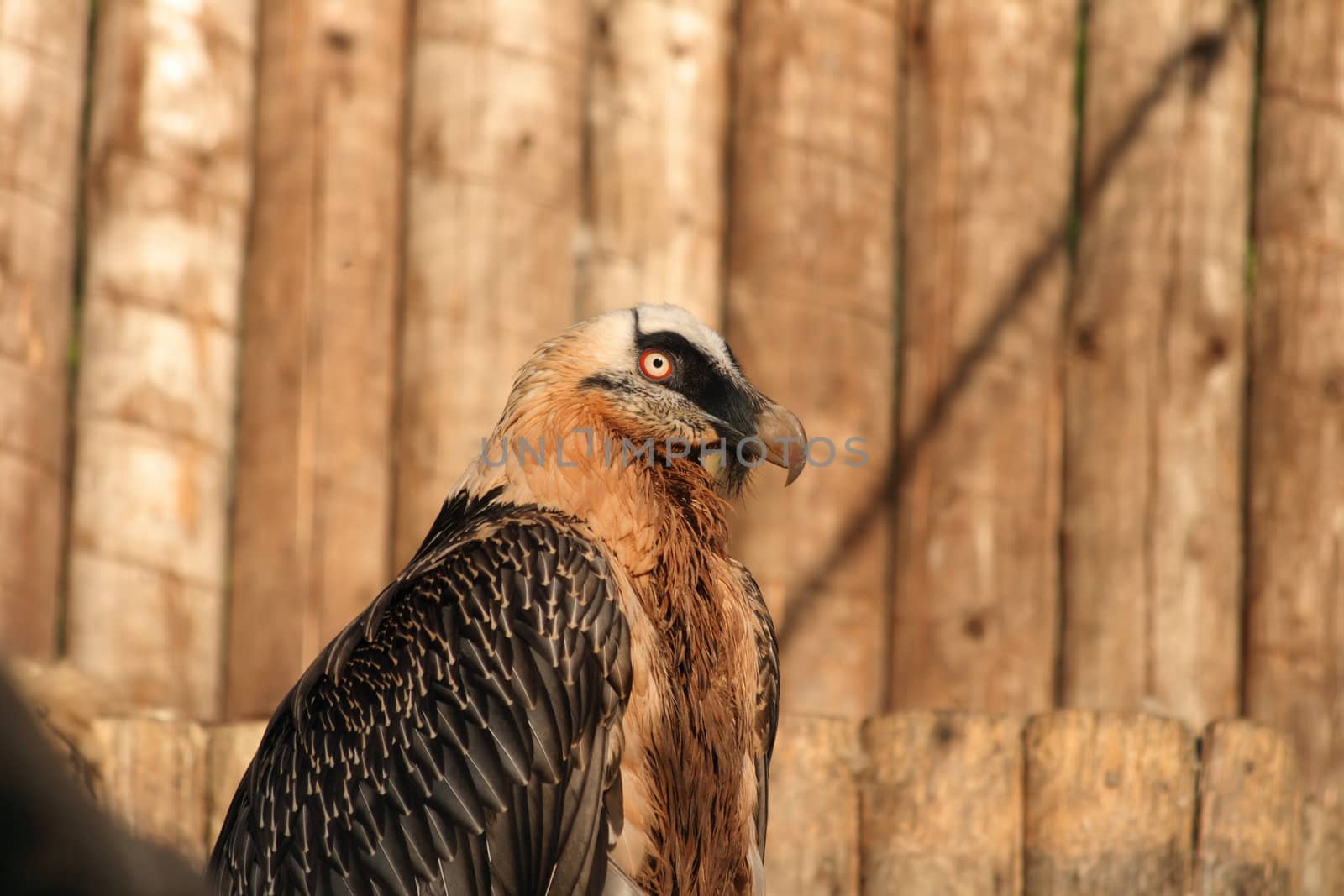 very nice detail of head of vulture 
