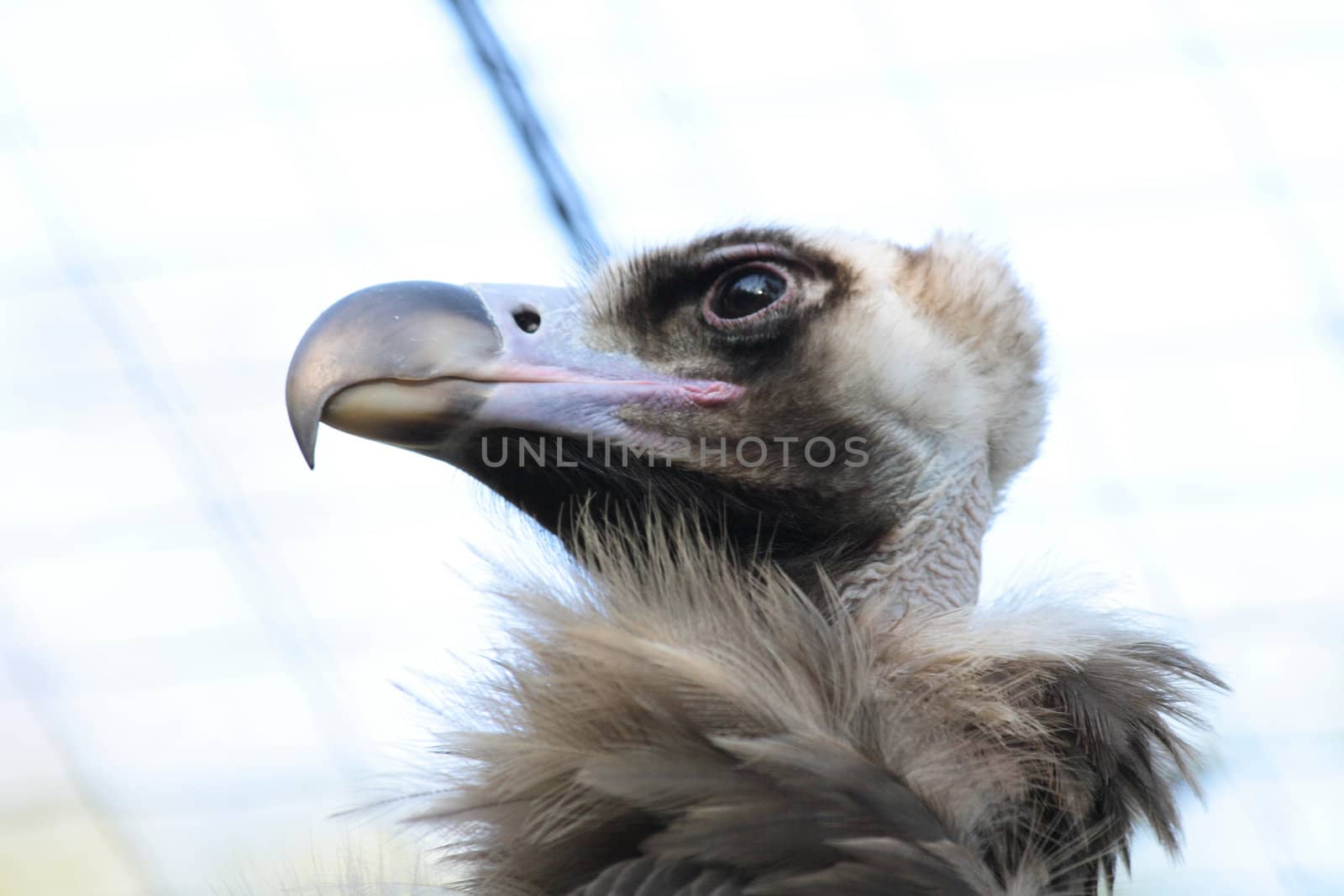 very nice detail of head of vulture 